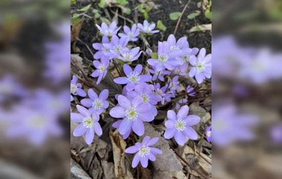Eloise Butler Wildflower Garden and Bird Sanctuary Launches 117th Season in Minneapolis