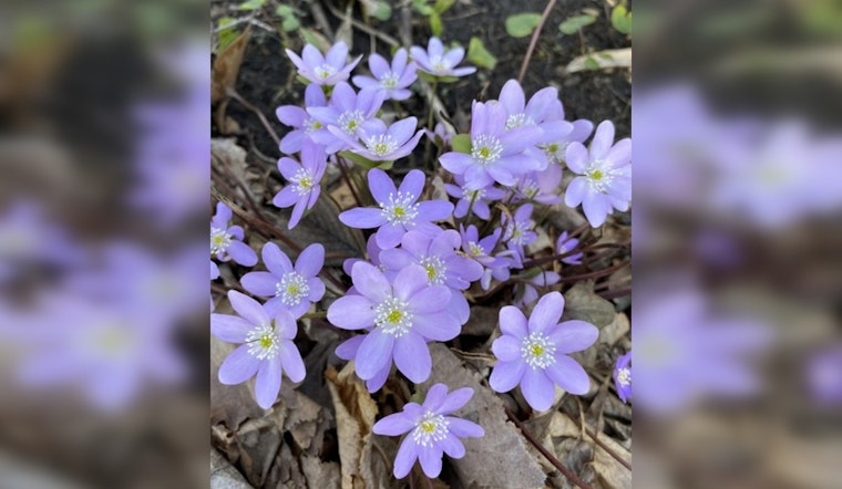 Eloise Butler Wildflower Garden and Bird Sanctuary Launches 117th Season in Minneapolis
