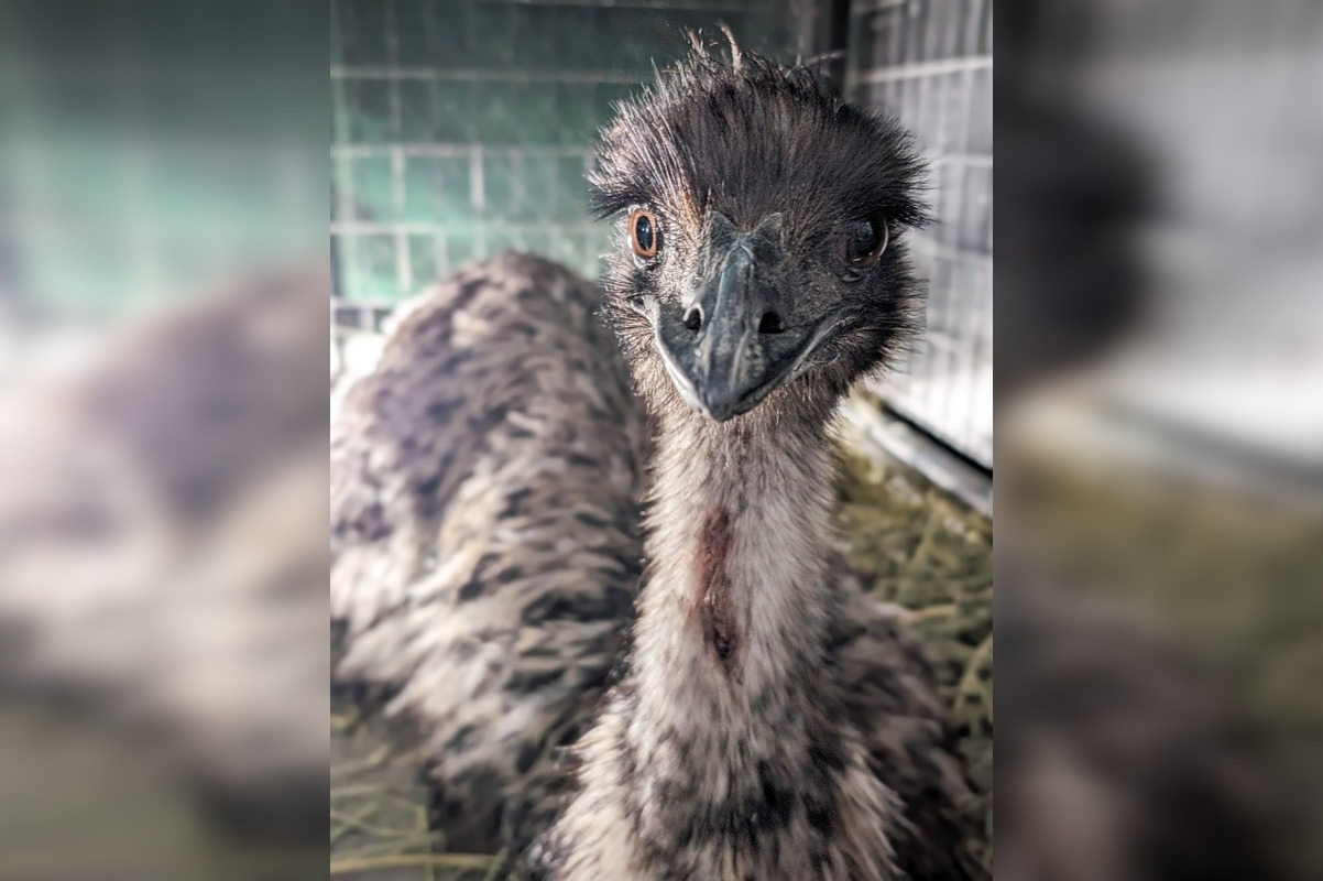 Emu Escapade in Central Austin, Zilker Park Visitors Flock Together to