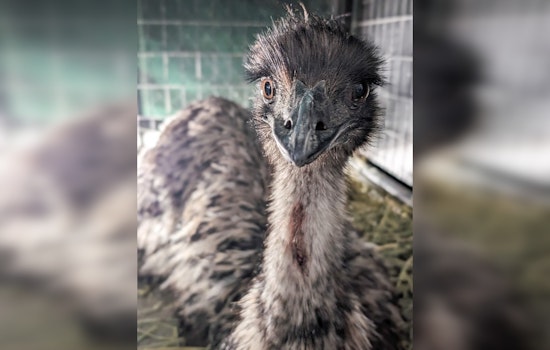 Emu Escapade in Central Austin, Zilker Park Visitors Flock Together to Aid in Bird Capture