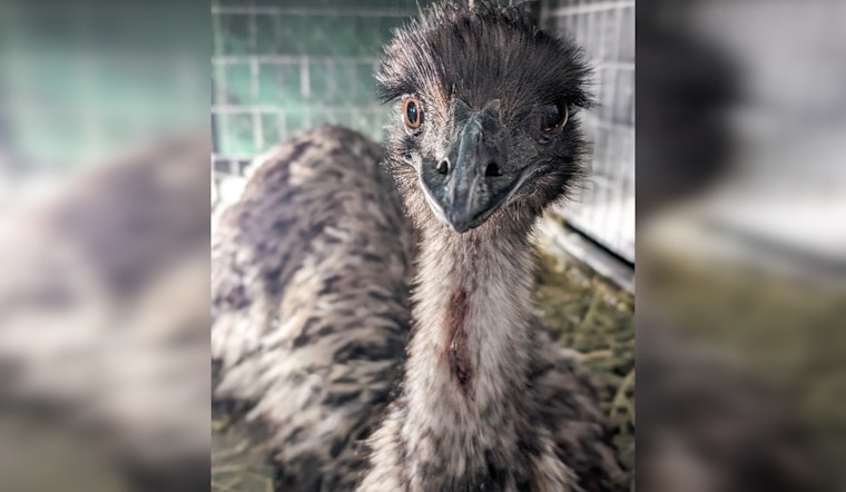 Emu Escapade in Central Austin, Zilker Park Visitors Flock Together to Aid in Bird Capture