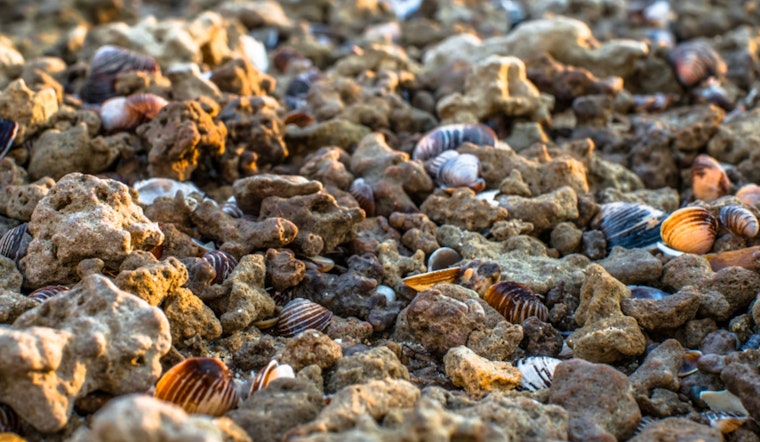 Fecal Pollution Risks Imposing Harvest Restrictions on Shellfish in Washington State