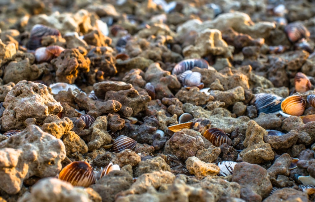 Fecal Pollution Risks Imposing Harvest Restrictions on Shellfish in Washington State