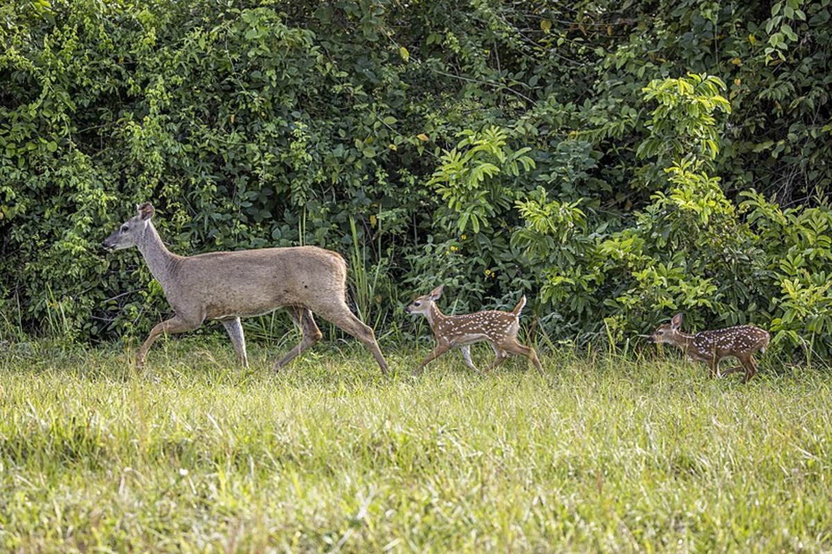 First Cases Of Chronic Wasting Disease Detected In Real County Deer