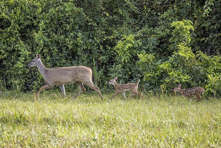 First Cases of Chronic Wasting Disease Detected in Real County Deer Breeding Facility