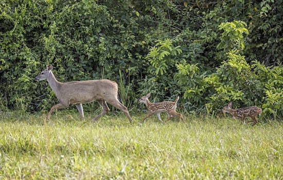 First Cases of Chronic Wasting Disease Detected in Real County Deer Breeding Facility