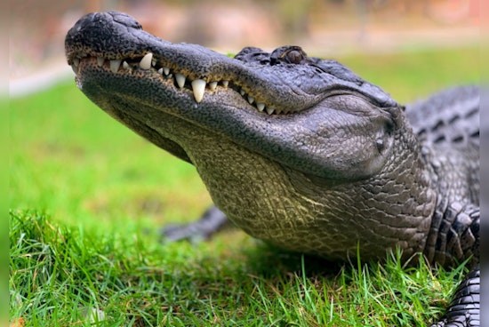 Florida Woman's Venice Home Invaded by Unyielding Gator Seeking Kitchen Comfort