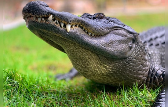 Florida Woman's Venice Home Invaded by Unyielding Gator Seeking Kitchen Comfort