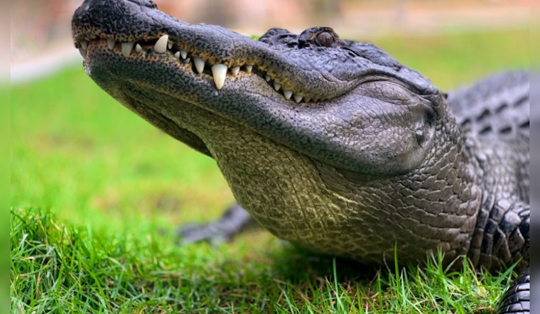 Florida Woman's Venice Home Invaded by Unyielding Gator Seeking Kitchen Comfort