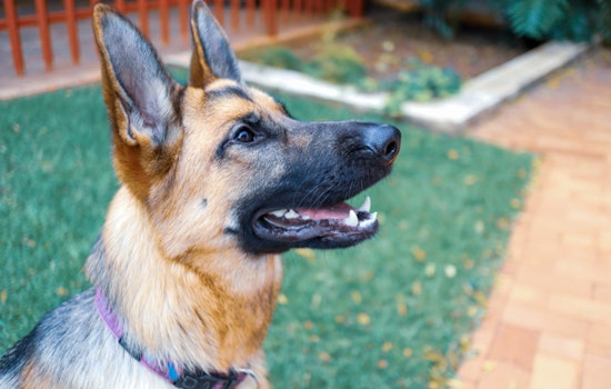 Former South Boston Kennel Owner Given Probation in Animal Cruelty Case