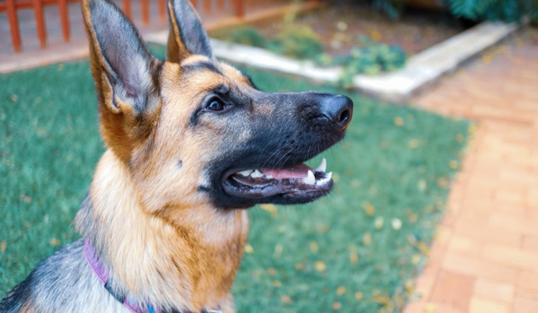 Former South Boston Kennel Owner Given Probation in Animal Cruelty Case