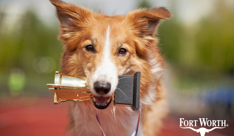 Fort Worth Animal Care & Control Aims for 'Top Dog' Status in Texas' Finest Shelters Contest