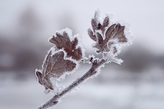 Frost Advisory for Southwest North Carolina, East Tennessee, and Southwest Virginia Issued by NWS