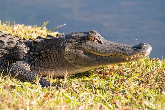 Gargantuan 11-Foot Alligator Wreaks Havoc in Miami-Dade, Safely Removed by Officials
