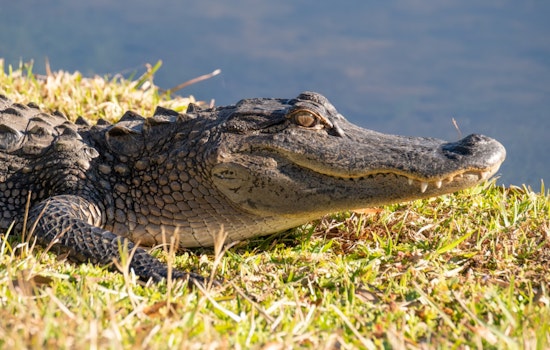 Gargantuan 11-Foot Alligator Wreaks Havoc in Miami-Dade, Safely Removed by Officials