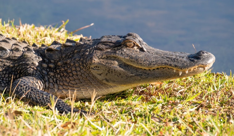 Gargantuan 11-Foot Alligator Wreaks Havoc in Miami-Dade, Safely Removed by Officials