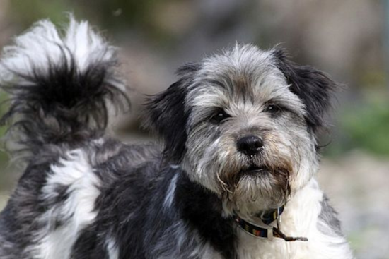 Garland Dog Park to Close Temporarily for Turf Renovation, City Assures Long-Term Benefits