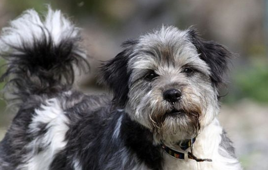 Garland Dog Park to Close Temporarily for Turf Renovation, City Assures Long-Term Benefits