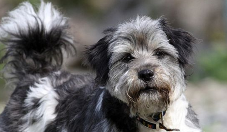 Garland Dog Park to Close Temporarily for Turf Renovation, City Assures Long-Term Benefits