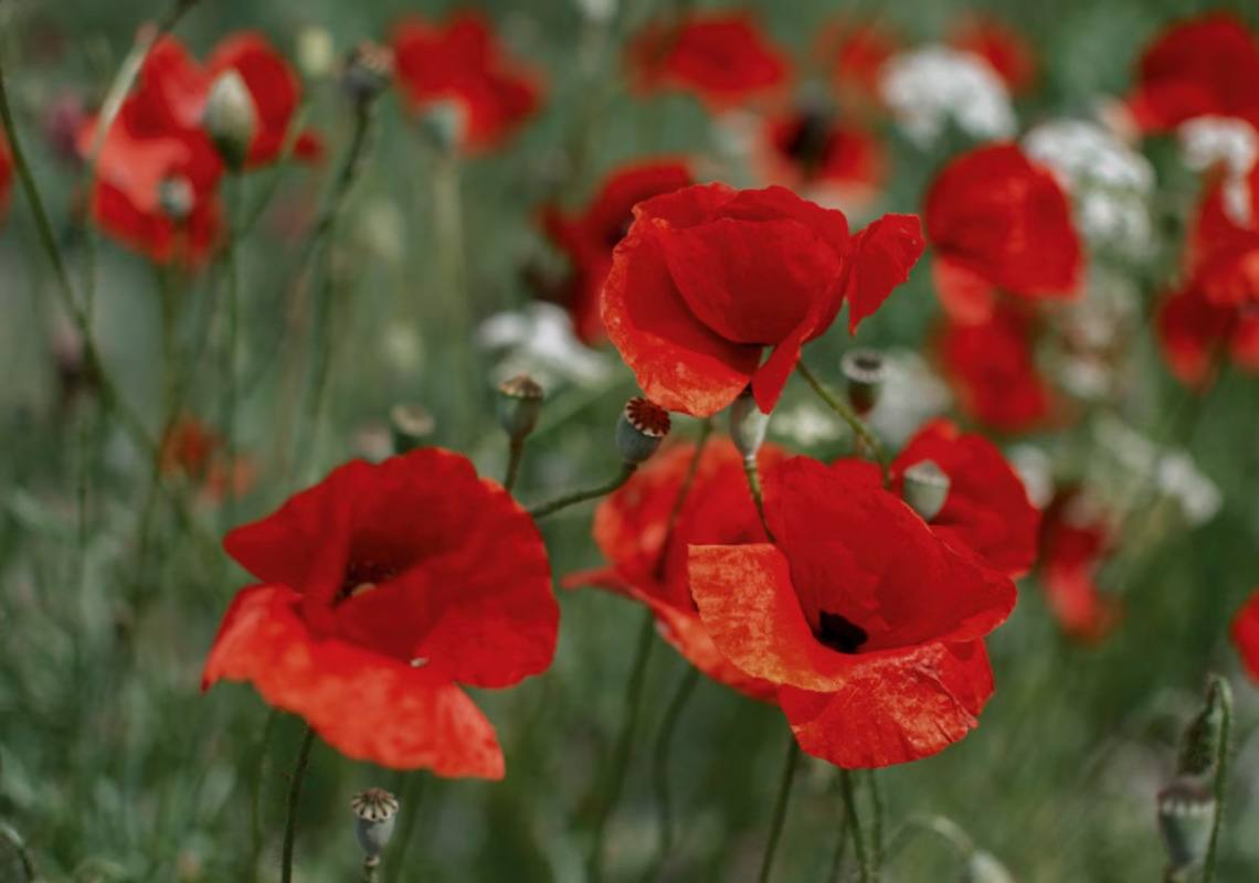 25th Annual Red Poppy Festival Springs to Life with