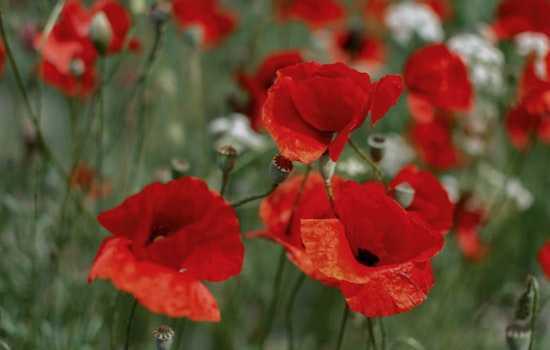 Georgetown's 25th Annual Red Poppy Festival Springs to Life with Music, Parades, and Artisan Vendors