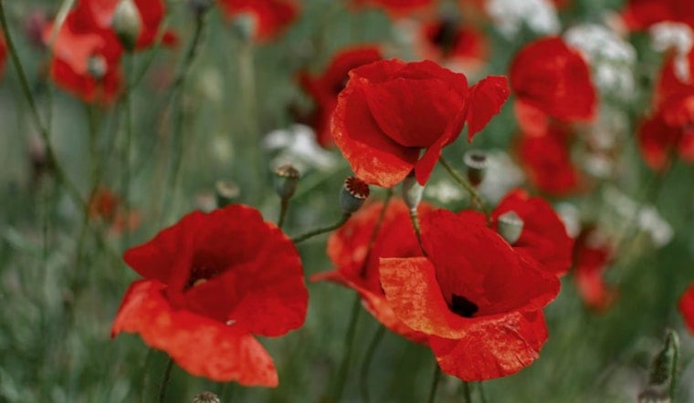 Georgetown's 25th Annual Red Poppy Festival Springs to Life with Music, Parades, and Artisan Vendors