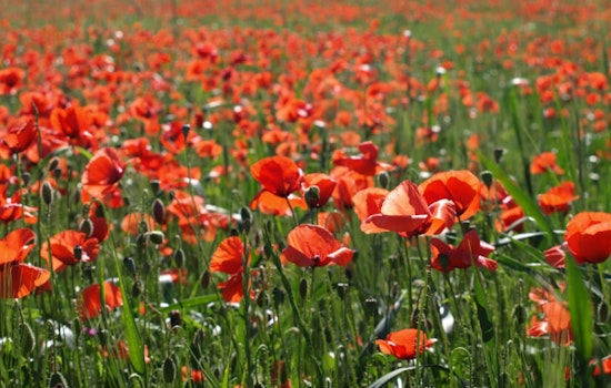 Georgetown's Red Poppy Festival Hits 25-Year Milestone, Attracts 75,000 as City Balances Growth with Charm