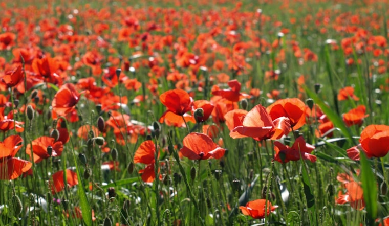 Georgetown's Red Poppy Festival Hits 25-Year Milestone, Attracts 75,000 as City Balances Growth with Charm