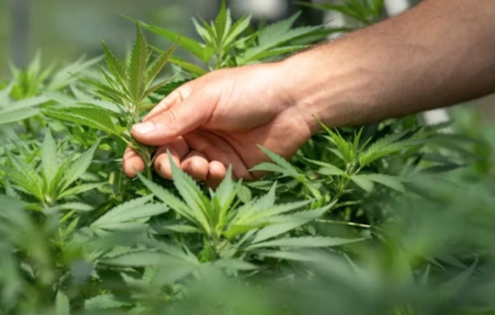Georgia Governor Kemp Faces Decision on Hemp Regulation Bill Amid Public Safety and Economic Concerns