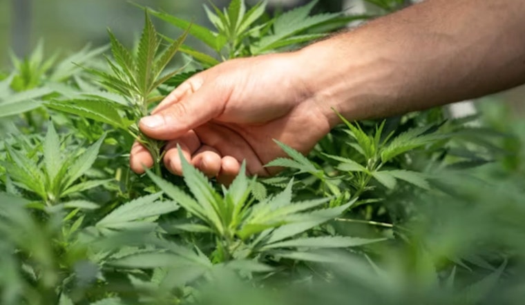 Georgia Governor Kemp Faces Decision on Hemp Regulation Bill Amid Public Safety and Economic Concerns