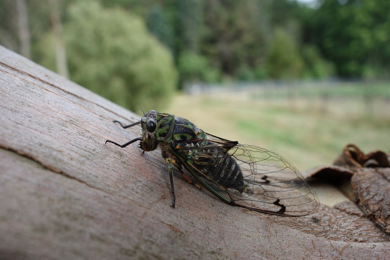 Georgia Set for Spectacle While Millions of 13-Year Cicadas Prepare to Emerge