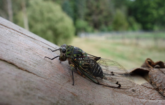 Georgia Set for Spectacle While Millions of 13-Year Cicadas Prepare to Emerge