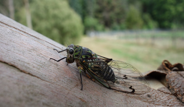 Georgia Set for Spectacle While Millions of 13-Year Cicadas Prepare to Emerge