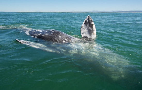 Whale Found Dead in Alameda Adds to Disturbing Trend in Incidents in the SF Bay Area