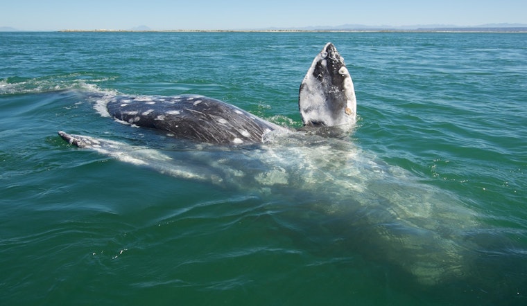 Whale Found Dead in Alameda Adds to Disturbing Trend in Incidents in the SF Bay Area