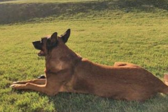 Henry County Police Mourning the Loss of Esteemed Retired K-9 Officer Sam