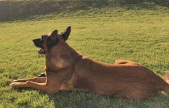 Henry County Police Mourning the Loss of Esteemed Retired K-9 Officer Sam