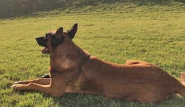Henry County Police Mourning the Loss of Esteemed Retired K-9 Officer Sam