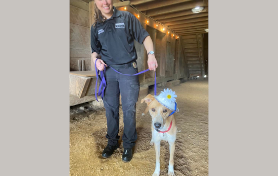 Historic Mesquite Inc. Hosts Doggy Derby Day at Opal Lawrence Park with Contests, Adoptions & Microchipping