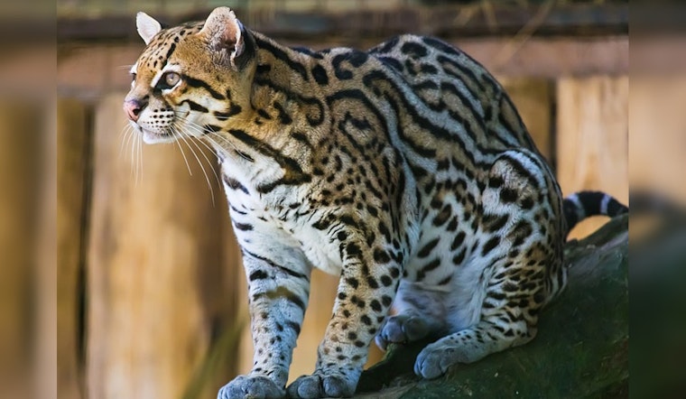 Historic Pact Sealed to Revive Endangered Ocelots in South Texas with U.S. Fish and Wildlife Service and East Foundation Partnership