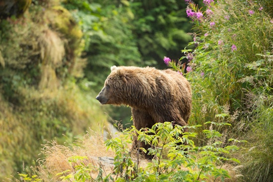 Historic Return as Grizzly Bears Reclaim Washington's North Cascades After Decades
