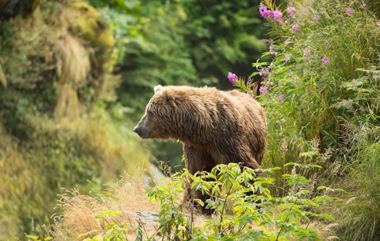 Historic Return as Grizzly Bears Reclaim Washington's North Cascades After Decades