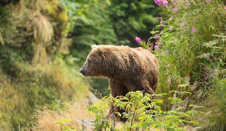 Historic Return as Grizzly Bears Reclaim Washington's North Cascades After Decades