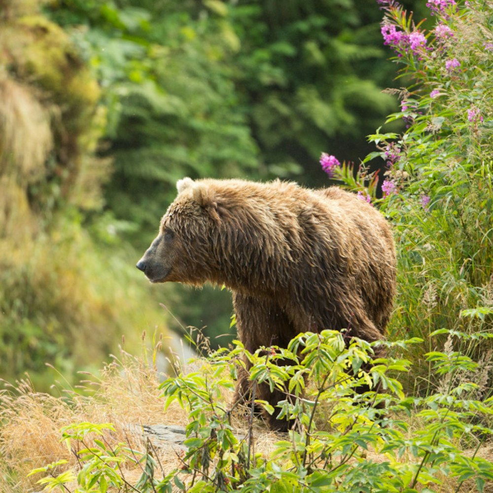 Historic Return as Grizzly Bears Reclaim Washington's North Cascades After Decades