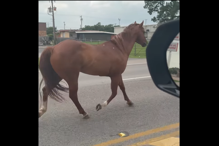 VIDEO: Horse on the Loose in Broad and Main Leads Police on Unconventional Pursuit