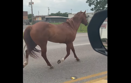 VIDEO: Horse on the Loose in Broad and Main Leads Police on Unconventional Pursuit