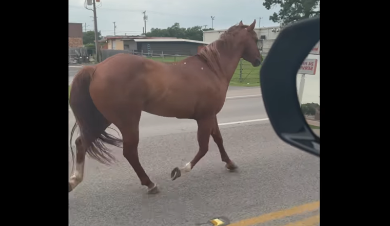 VIDEO: Horse on the Loose in Broad and Main Leads Police on Unconventional Pursuit