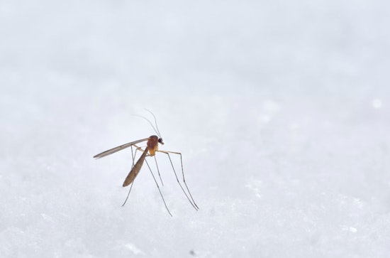 Houston Braces for Mosquito Season, Harris County Officials Urge Prevention Action