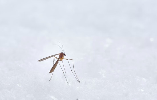 Houston Braces for Mosquito Season, Harris County Officials Urge Prevention Action