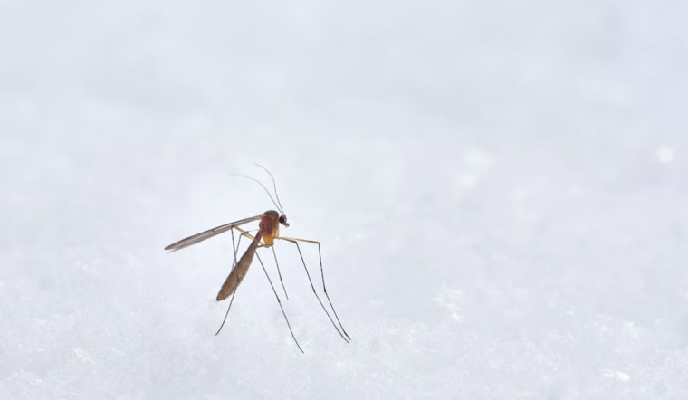 Houston Braces for Mosquito Season, Harris County Officials Urge Prevention Action